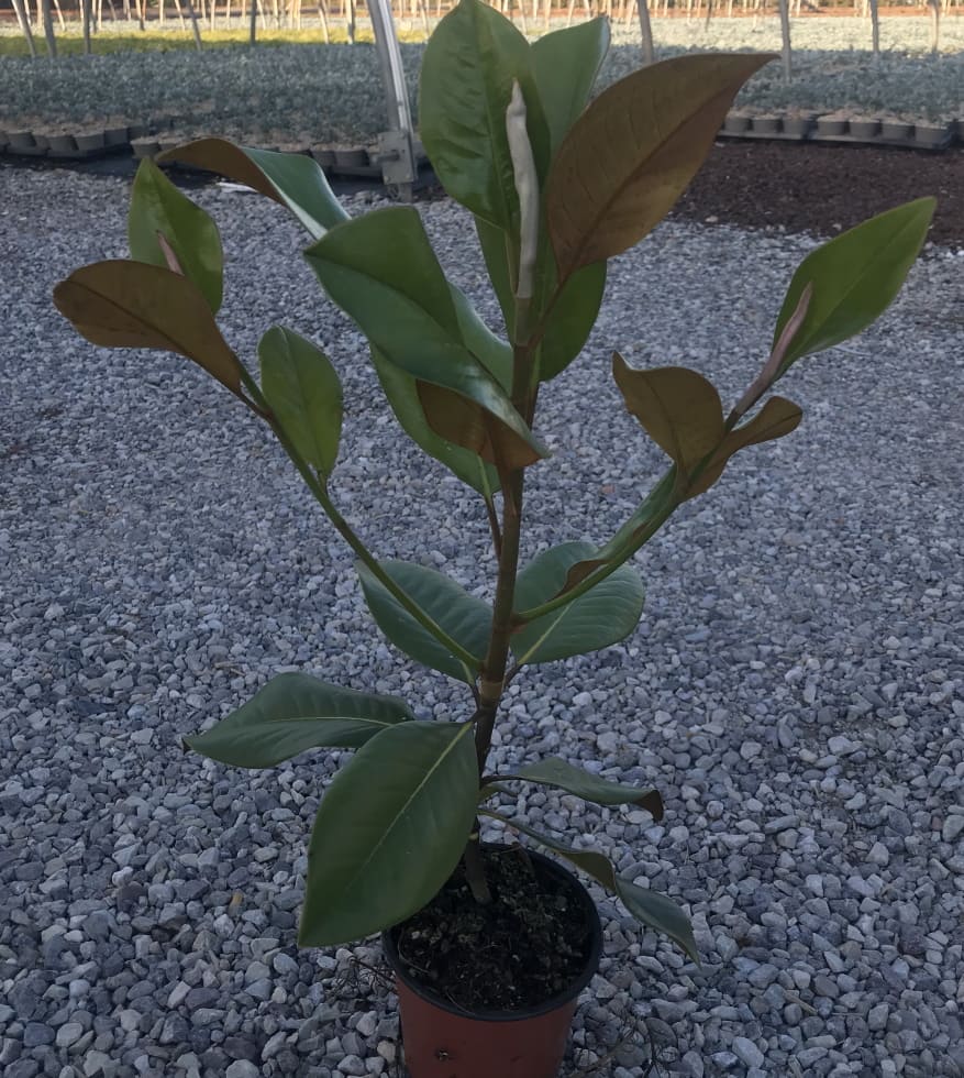 Magnolia Gallisoniensis Albero Sempreverde