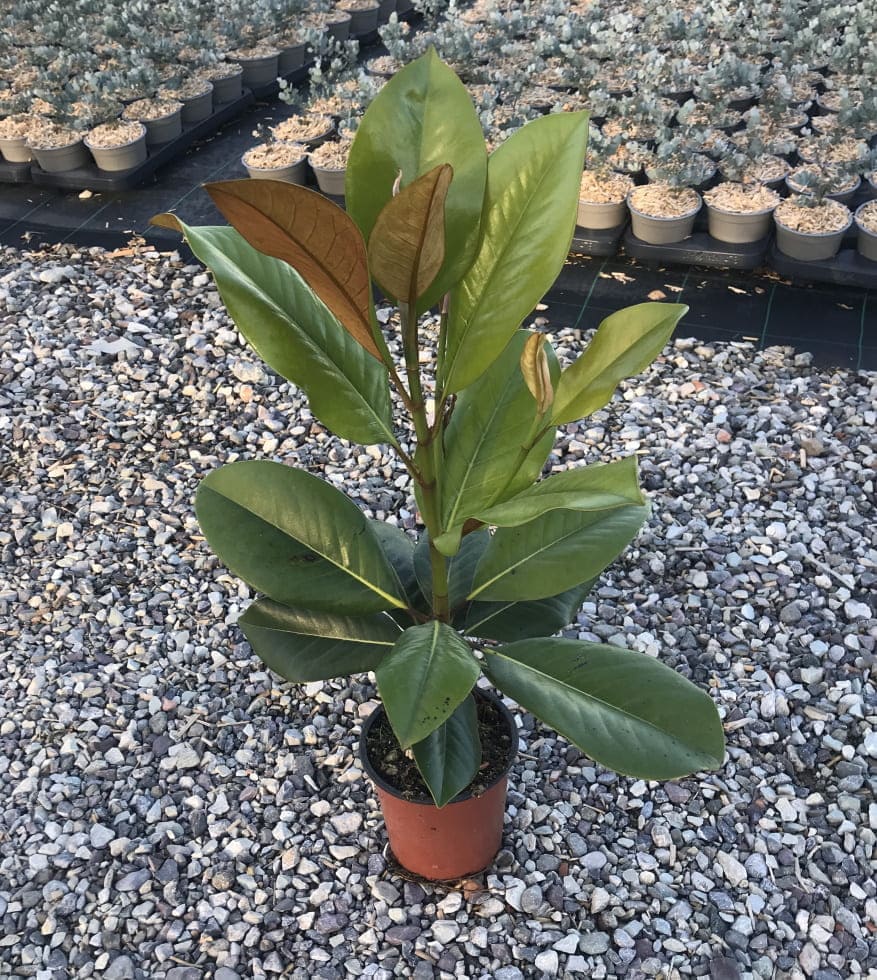 Magnolia Gallisoniensis
