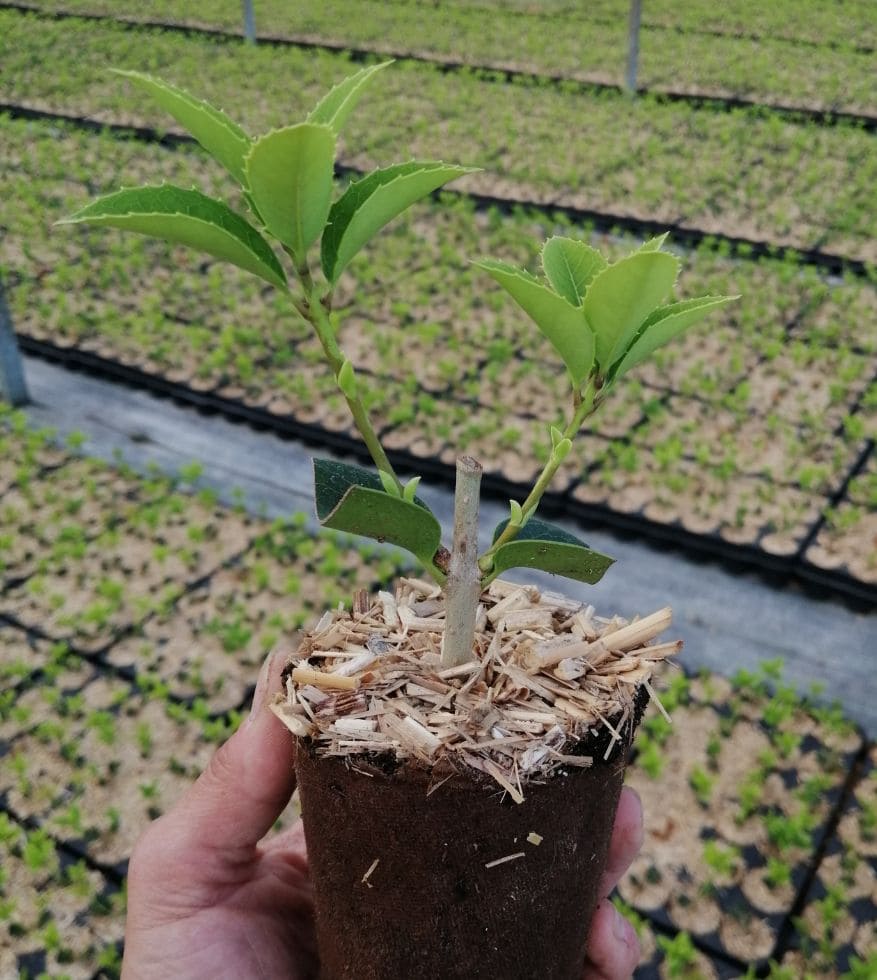 Osmanthus Aquifolium